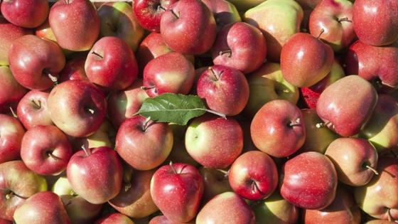 Eine Auswahl an frisch geernteten Äpfeln 