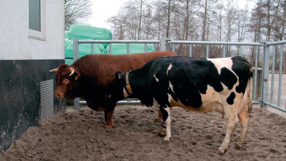 Kuh und Bulle im Besamungsraum