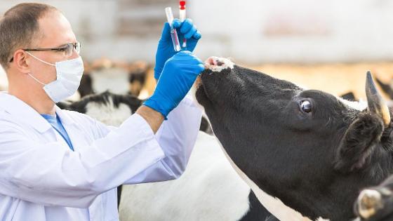 Ein Tierarzt macht einen Abstrich bei einem Rind